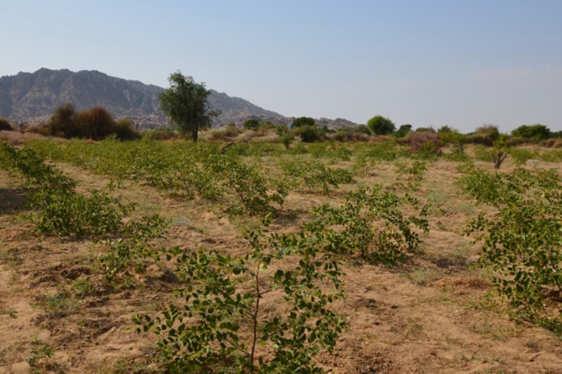 community-care-green-area